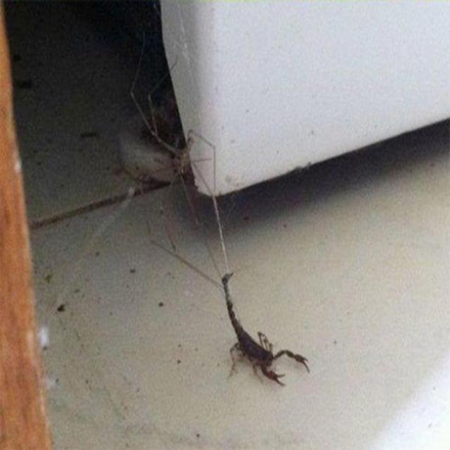 给这蜘蛛点个赞动物gif搞笑图片