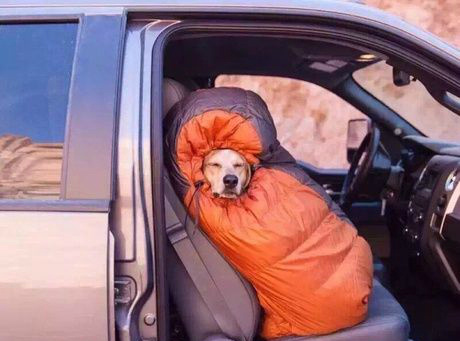 每一天的我动物gif搞笑图片