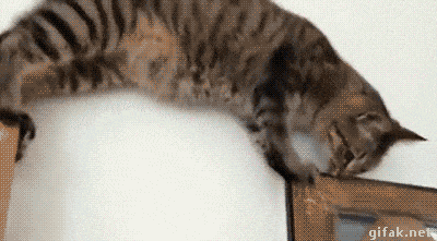 这可怎么办动物gif搞笑图片