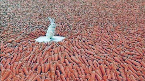 小白兔的天堂动物gif搞笑图片