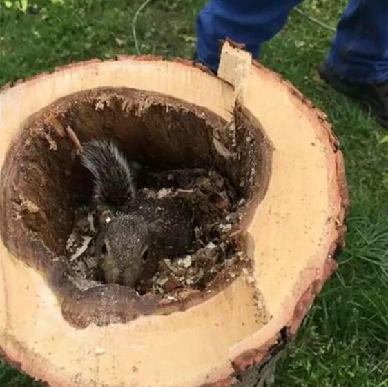 一觉醒来家被强拆了动物gif搞笑图片