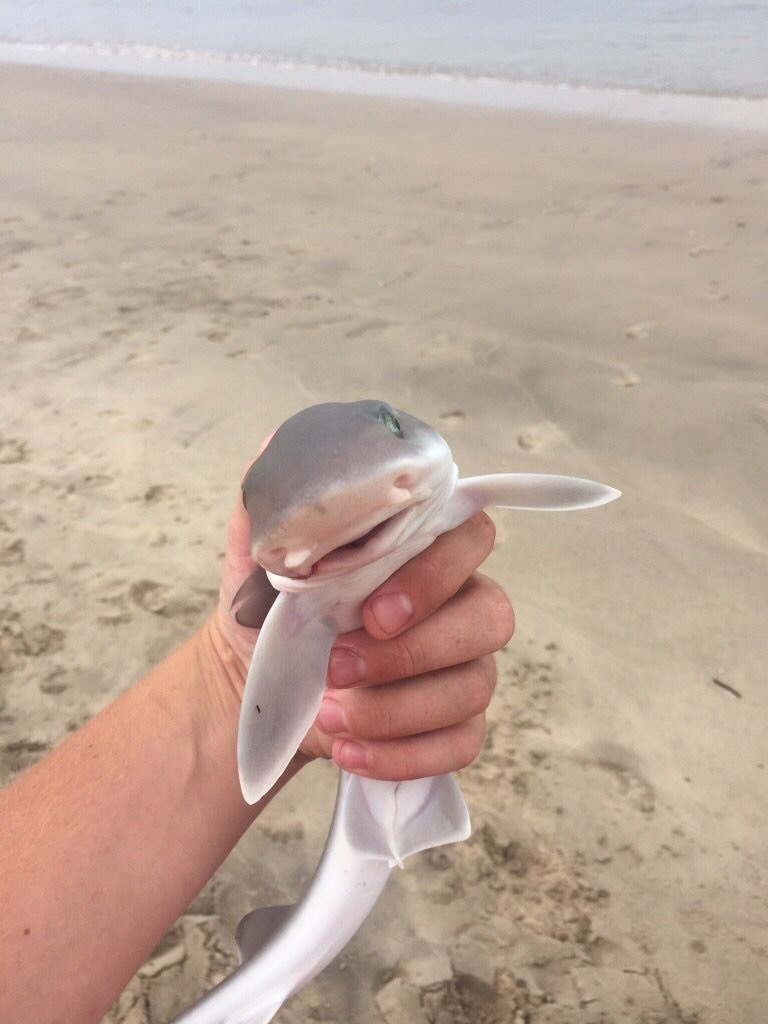 哼，等我老妈来了你就知道厉害动物gif搞笑图片