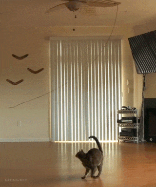 没有时间逗猫的解决办法动物gif搞笑图片