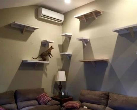 再也不用担心主子寂寞了动物gif搞笑图片