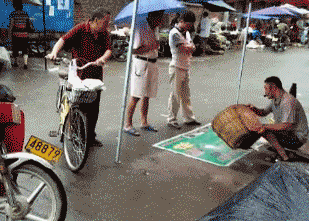 天朝老鼠药又出新产品了动物gif搞笑图片