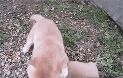 说，把我的女朋友藏哪了。。。交出来动物gif搞笑图片