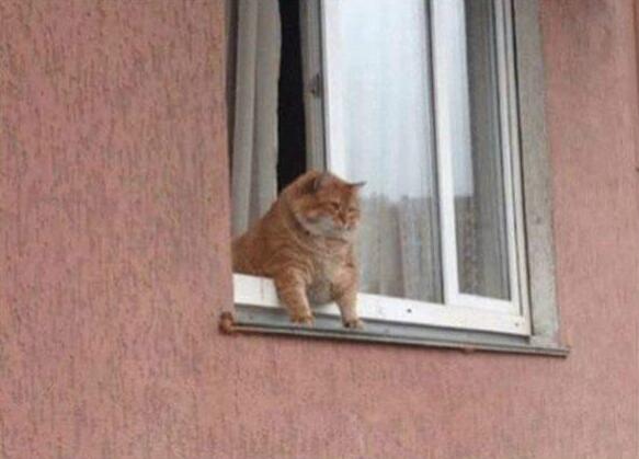 满脸惆怅动物gif搞笑图片