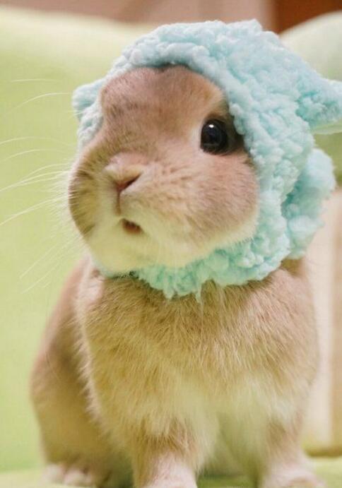 我是一只绵羊动物gif搞笑图片