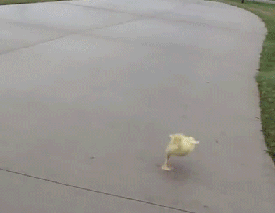 终于知道什么叫撒开丫子跑啊动物gif搞笑图片