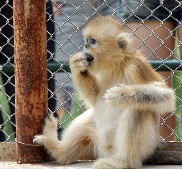 金丝猴过生日动物gif搞笑图片
