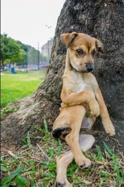 优雅动物gif搞笑图片