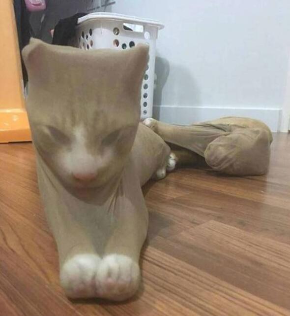 丝袜配猫，没有人有大胆的想法？动物gif搞笑图片