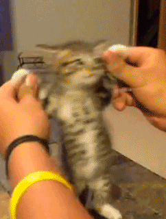 主人你再这样我可要笑咯动物gif搞笑图片