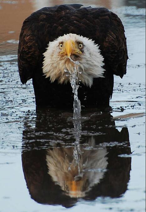 喝了几口才想起，自己今天在池子里小便了动物gif搞笑图片