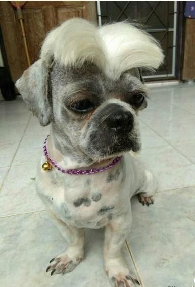 自从二货主人给我弄了这个发型，我就再也没朋友了动物gif搞笑图片