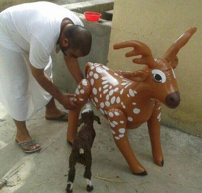 辛苦主人了动物gif搞笑图片