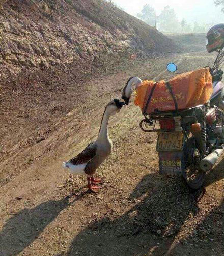 我和你吻别，在无人的街动物gif搞笑图片