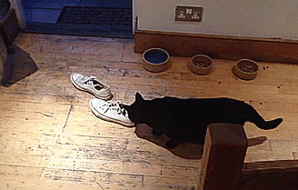 这铲屎官的鞋熏死我了~动物gif搞笑图片