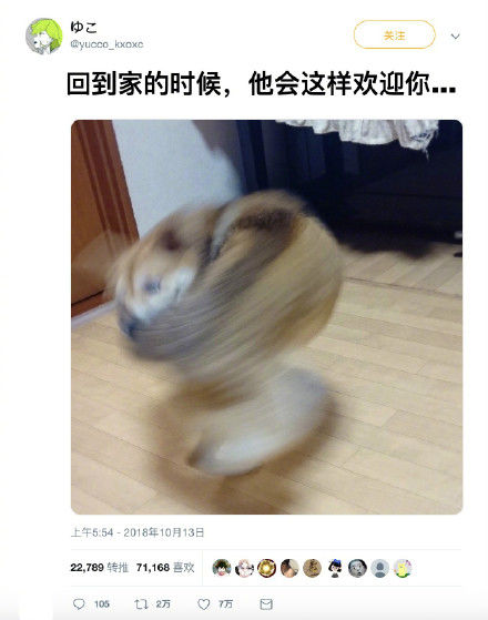 自家狗的热烈欢迎场面动物gif搞笑图片