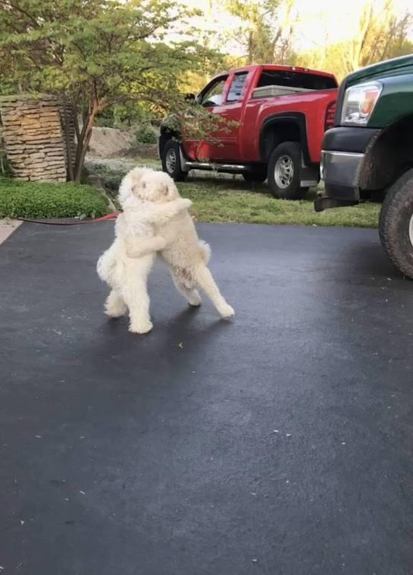 摔跤动物gif搞笑图片