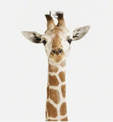 动物证件照动物gif搞笑图片