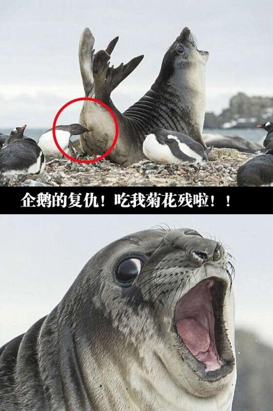 海豹被爆菊花的劲爆表情动物gif搞笑图片