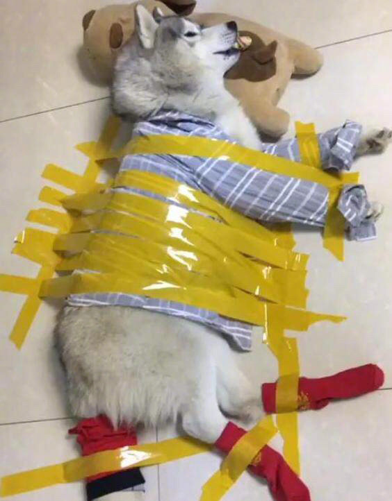 绝望动物gif搞笑图片