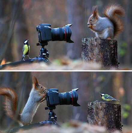 你拍一张我拍一张动物gif搞笑图片