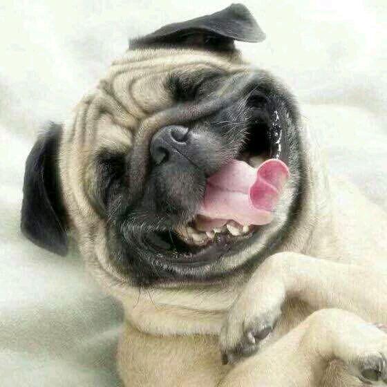 来自单身狗的意淫表情动物gif搞笑图片