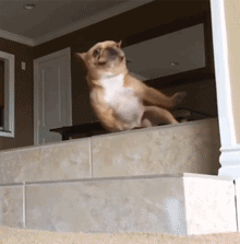 老司机刹车失灵！救命啊！动物gif搞笑图片