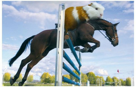 精灵鼠小弟的奥运会动物gif搞笑图片