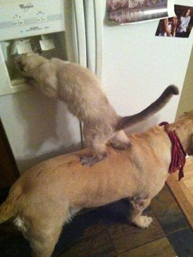 老弟你快点我撑不下去了动物gif搞笑图片