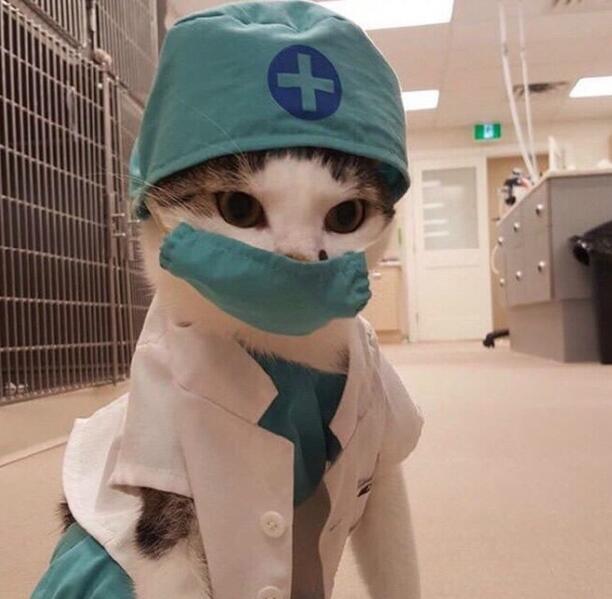 请问你哪里不舒服呀，喵～动物gif搞笑图片