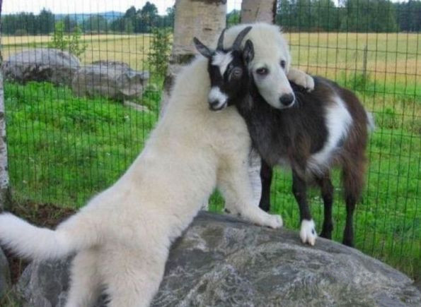 看什么看没见过谈恋爱啊动物gif搞笑图片