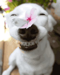 嘻嘻，我美吧动物gif搞笑图片