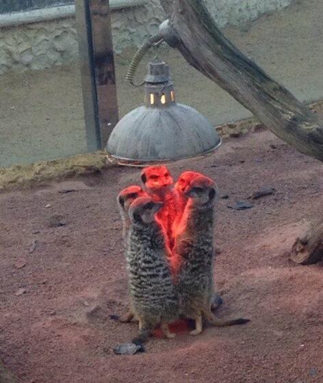 好像在举行某种神秘的召唤仪式动物gif搞笑图片