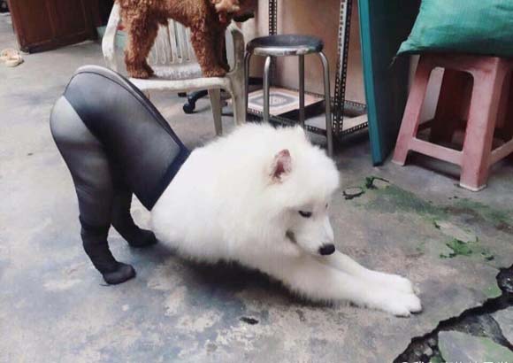 穿黑丝的狗狗动物gif搞笑图片