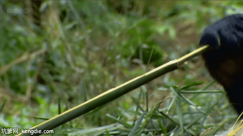 成都大熊猫吃竹子gif动态图片动物gif搞笑图片