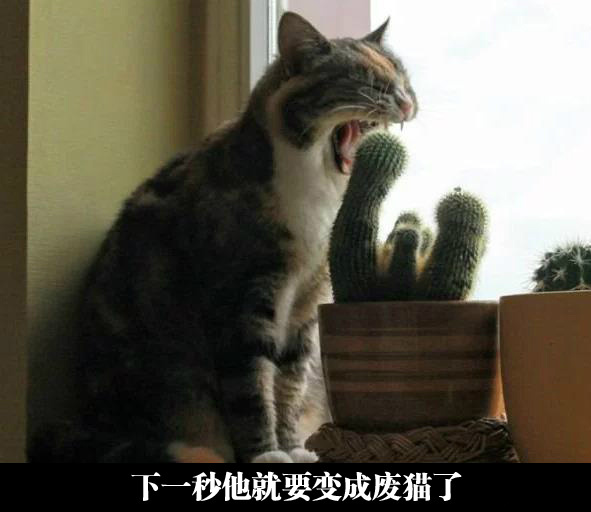 冰桶挑战进化版，仙人掌挑战动物gif搞笑图片