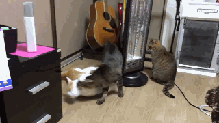 360度全方位无死角秀恩爱，单身喵表示心里苦不堪言动物gif搞笑图片