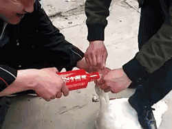 一鹅我饮酒醉，醉把灌我之人吊咬碎动物gif搞笑图片