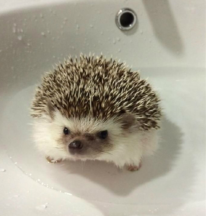 把家里的刺猬放到水里后，它似乎怒了动物gif搞笑图片