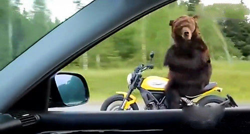 光头强你别想跑动物gif搞笑图片