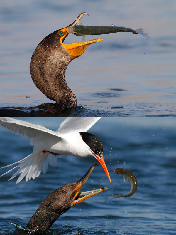 到嘴边的鱼就这么没了动物gif搞笑图片