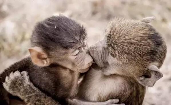 快来个舌吻动物gif搞笑图片