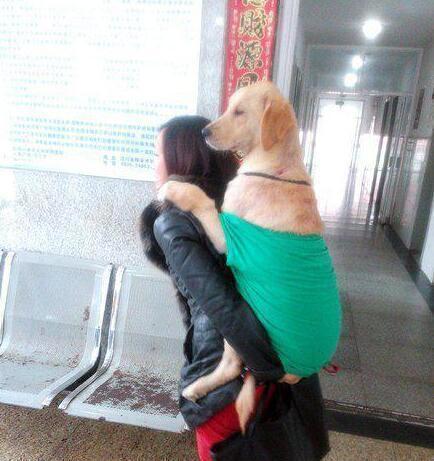 二哈生病了，带她来看病动物gif搞笑图片