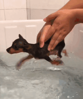 小萌宠，蹭蹭蹭的小短腿动物gif搞笑图片