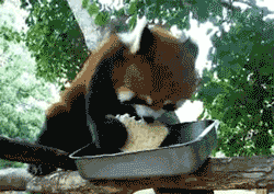 干脆面吃干脆面动物gif搞笑图片