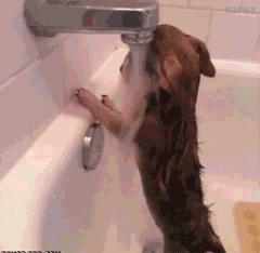 就让本汪这样安静地思考一下狗生动物gif搞笑图片