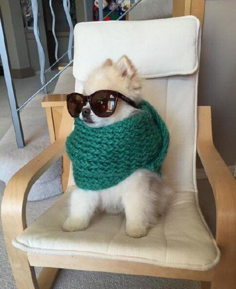 想当年，本汪也是小鲜肉哦动物gif搞笑图片